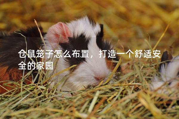 仓鼠笼子怎么布置，打造一个舒适安全的家园