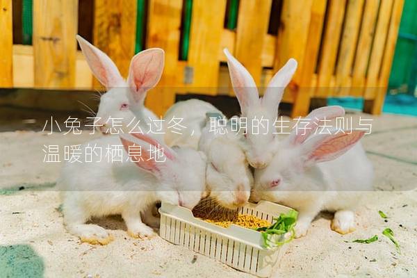 小兔子怎么过冬，聪明的生存法则与温暖的栖息地