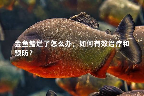 金鱼鳍烂了怎么办，如何有效治疗和预防？