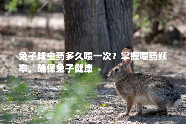 兔子球虫药多久喂一次？掌握喂药频率，确保兔子健康
