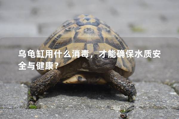 乌龟缸用什么消毒，才能确保水质安全与健康？