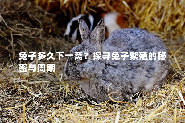 兔子多久下一窝？探寻兔子繁殖的秘密与周期