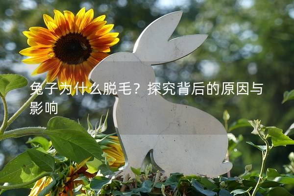 兔子为什么脱毛？探究背后的原因与影响