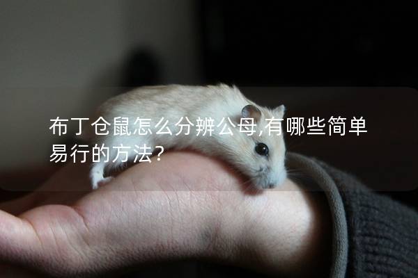 布丁仓鼠怎么分辨公母,有哪些简单易行的方法？