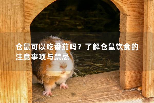 仓鼠可以吃番茄吗？了解仓鼠饮食的注意事项与禁忌