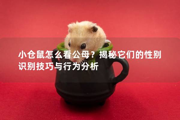 小仓鼠怎么看公母？揭秘它们的性别识别技巧与行为分析