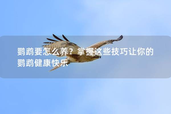 鹦鹉要怎么养？掌握这些技巧让你的鹦鹉健康快乐