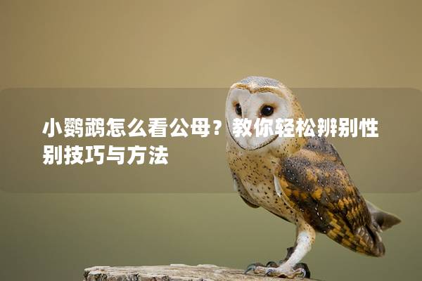 小鹦鹉怎么看公母？教你轻松辨别性别技巧与方法