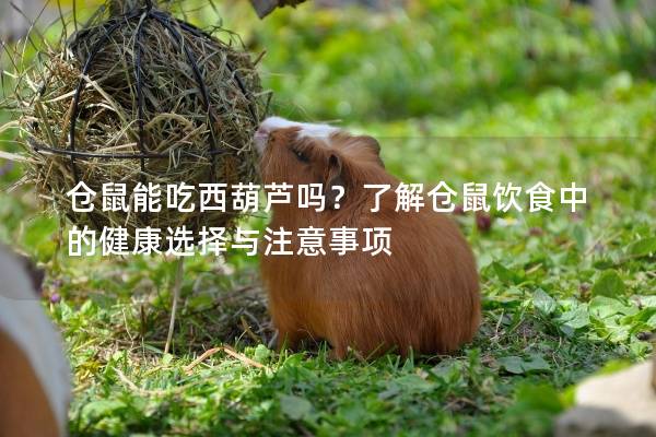 仓鼠能吃西葫芦吗？了解仓鼠饮食中的健康选择与注意事项