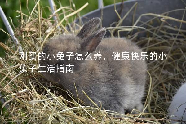 刚买的小兔子怎么养，健康快乐的小兔子生活指南