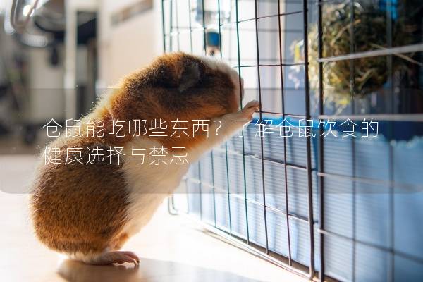 仓鼠能吃哪些东西？了解仓鼠饮食的健康选择与禁忌