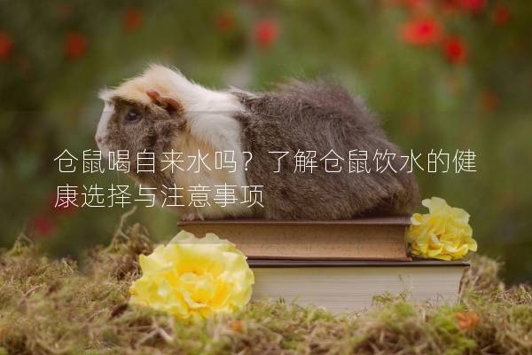 仓鼠喝自来水吗？了解仓鼠饮水的健康选择与注意事项