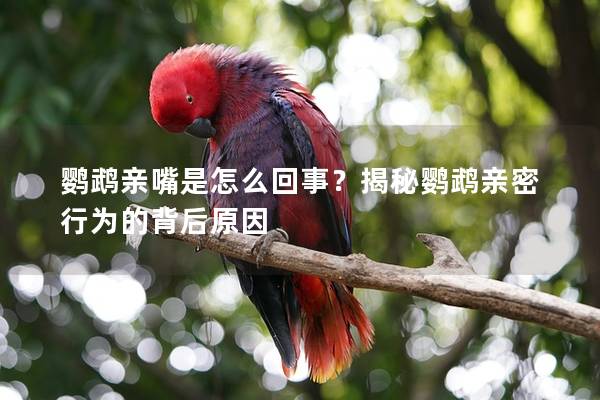 鹦鹉亲嘴是怎么回事？揭秘鹦鹉亲密行为的背后原因