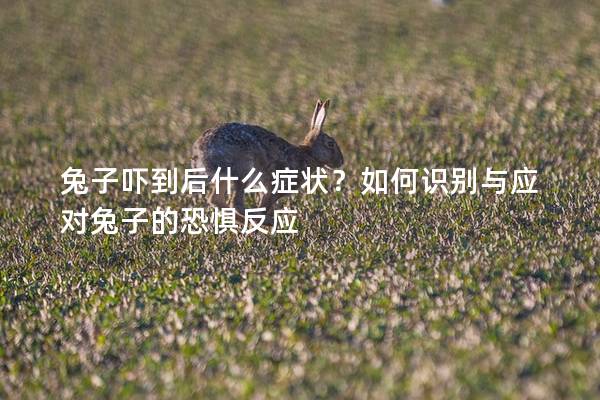 兔子吓到后什么症状？如何识别与应对兔子的恐惧反应
