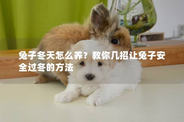 兔子冬天怎么养？教你几招让兔子安全过冬的方法