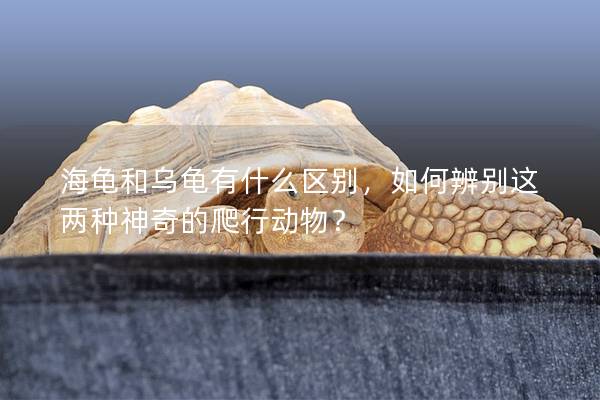 海龟和乌龟有什么区别，如何辨别这两种神奇的爬行动物？