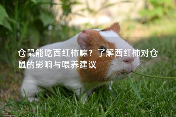 仓鼠能吃西红柿嘛？了解西红柿对仓鼠的影响与喂养建议