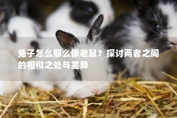 兔子怎么那么像老鼠？探讨两者之间的相似之处与差异