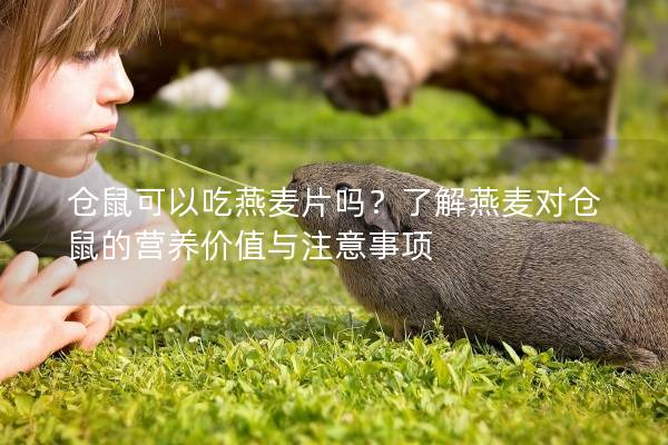 仓鼠可以吃燕麦片吗？了解燕麦对仓鼠的营养价值与注意事项