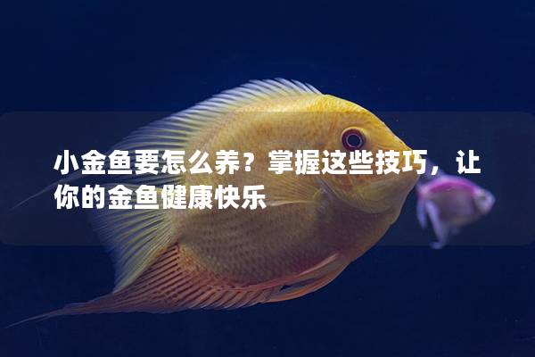 小金鱼要怎么养？掌握这些技巧，让你的金鱼健康快乐