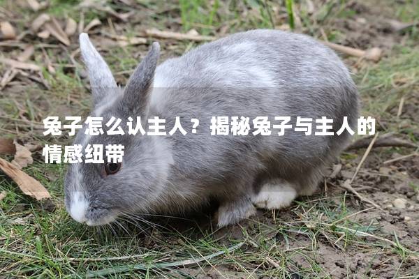 兔子怎么认主人？揭秘兔子与主人的情感纽带