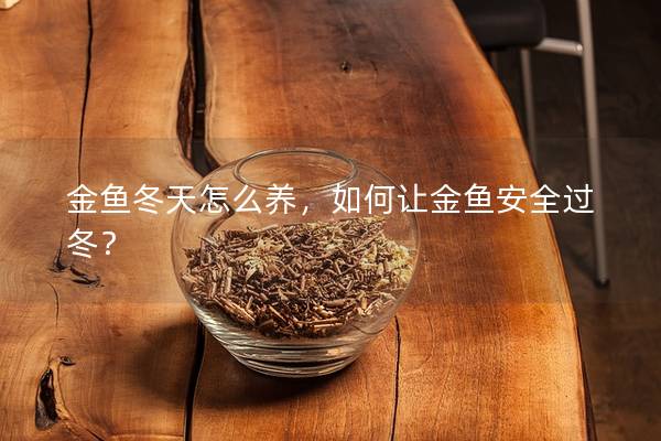 金鱼冬天怎么养，如何让金鱼安全过冬？