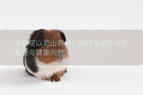 仓鼠可以吃山药吗？探讨仓鼠饮食的安全与健康问题
