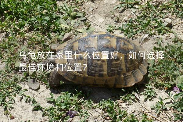 乌龟放在家里什么位置好，如何选择最佳环境和位置？