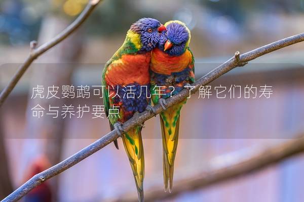 虎皮鹦鹉可以活几年？了解它们的寿命与养护要点