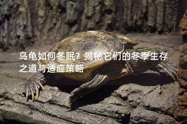 乌龟如何冬眠？揭秘它们的冬季生存之道与适应策略