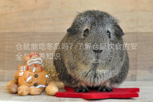 仓鼠能吃冬瓜吗？了解仓鼠饮食的安全与营养知识