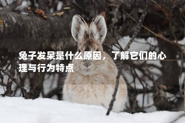 兔子发呆是什么原因，了解它们的心理与行为特点