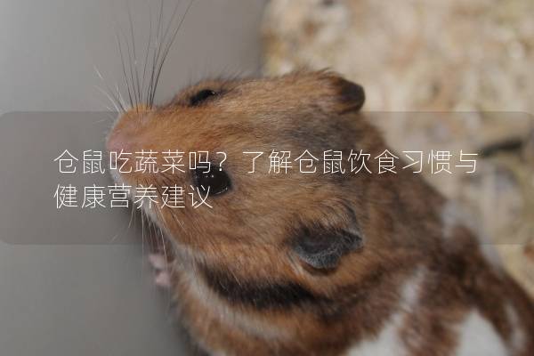 仓鼠吃蔬菜吗？了解仓鼠饮食习惯与健康营养建议