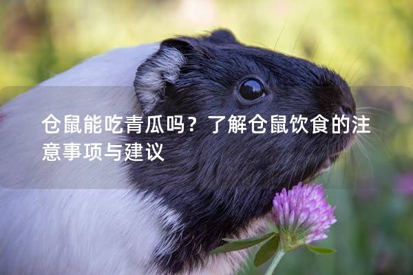 仓鼠能吃青瓜吗？了解仓鼠饮食的注意事项与建议