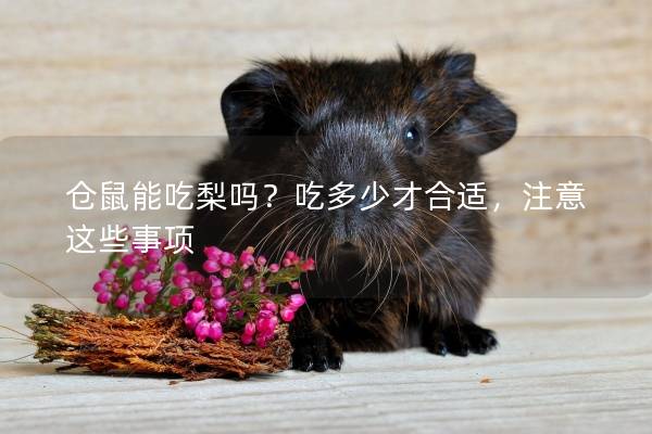 仓鼠能吃梨吗？吃多少才合适，注意这些事项