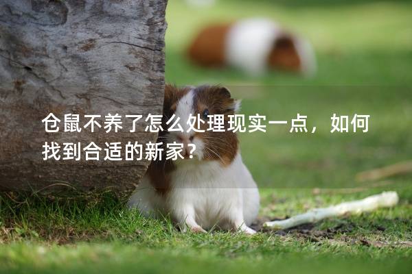 仓鼠不养了怎么处理现实一点，如何找到合适的新家？