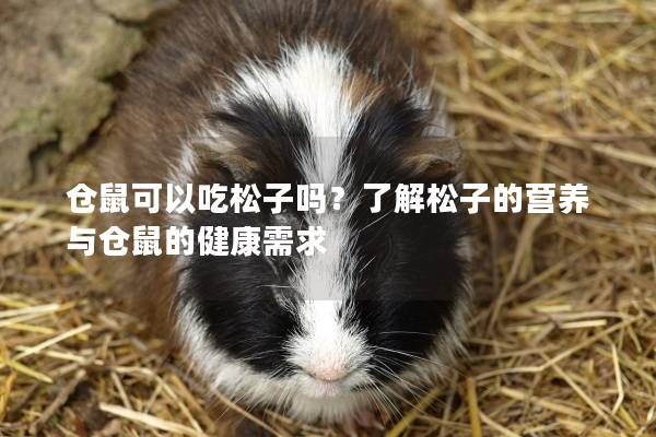 仓鼠可以吃松子吗？了解松子的营养与仓鼠的健康需求