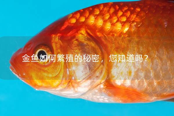 金鱼如何繁殖的秘密，您知道吗？