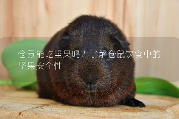 仓鼠能吃坚果吗？了解仓鼠饮食中的坚果安全性
