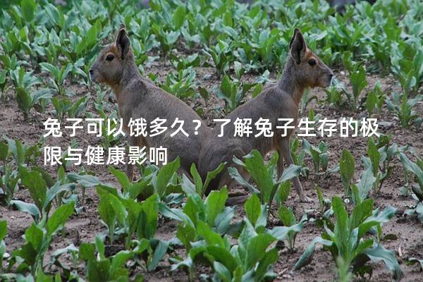 兔子可以饿多久？了解兔子生存的极限与健康影响