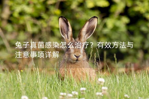 兔子真菌感染怎么治疗？有效方法与注意事项详解