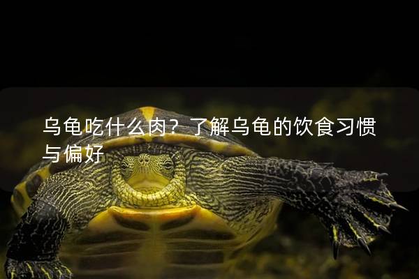 乌龟吃什么肉？了解乌龟的饮食习惯与偏好