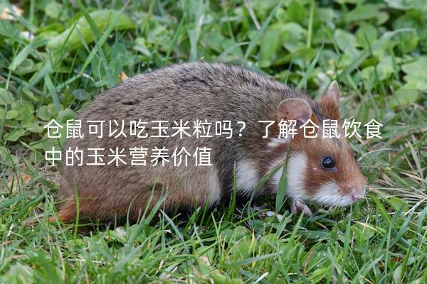 仓鼠可以吃玉米粒吗？了解仓鼠饮食中的玉米营养价值