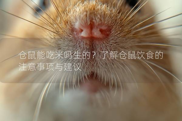 仓鼠能吃米吗生的？了解仓鼠饮食的注意事项与建议