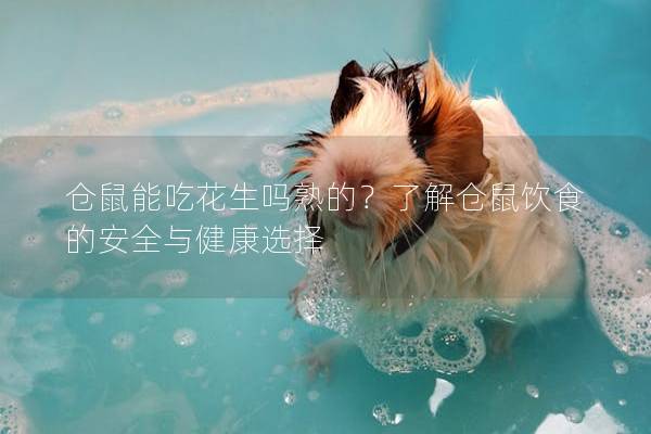 仓鼠能吃花生吗熟的？了解仓鼠饮食的安全与健康选择