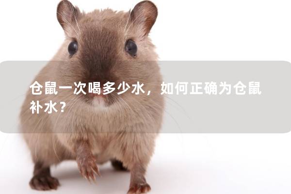 仓鼠一次喝多少水，如何正确为仓鼠补水？