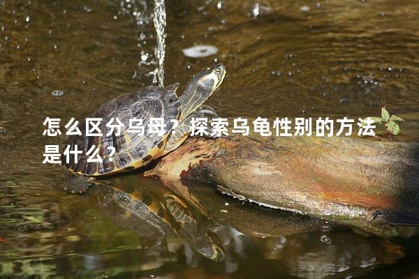 怎么区分乌母？探索乌龟性别的方法是什么？