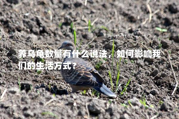 养乌龟数量有什么说法，如何影响我们的生活方式？