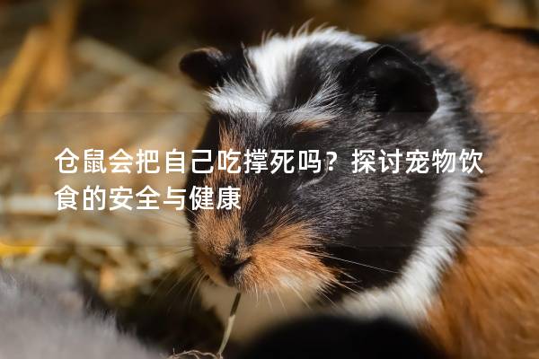 仓鼠会把自己吃撑死吗？探讨宠物饮食的安全与健康