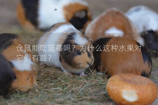 仓鼠能吃蓝莓吗？为什么这种水果对它们有益？